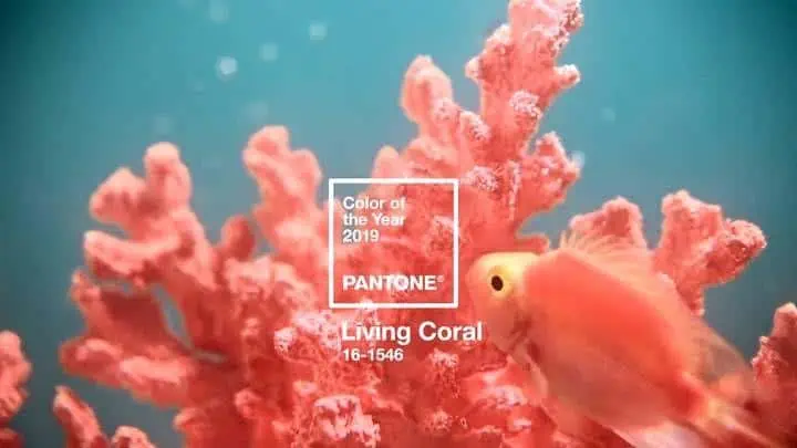 Living Coral 2019